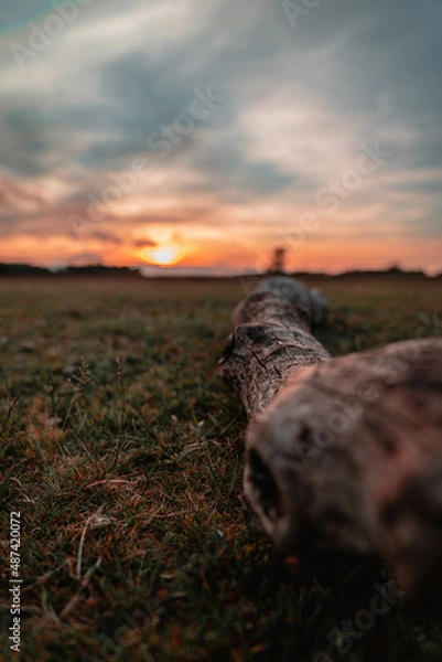 Fototapeta New Forest Sunset