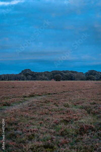 Fototapeta New Forest Sunset