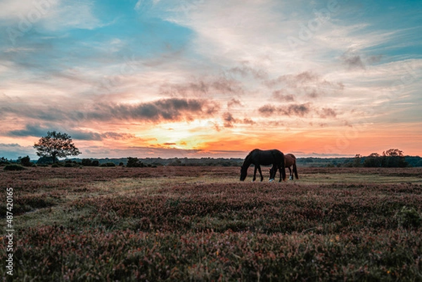 Fototapeta New Forest Sunset
