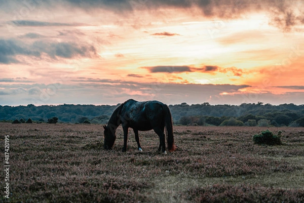 Fototapeta New Forest Sunset
