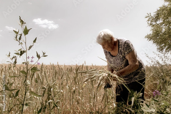 Obraz An old gray-haired woman collects wheat. Farmers in wheat fields