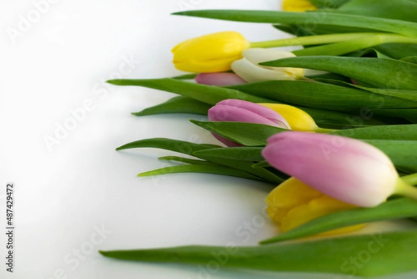 Obraz colourful tulips isolated over white background with copyright space