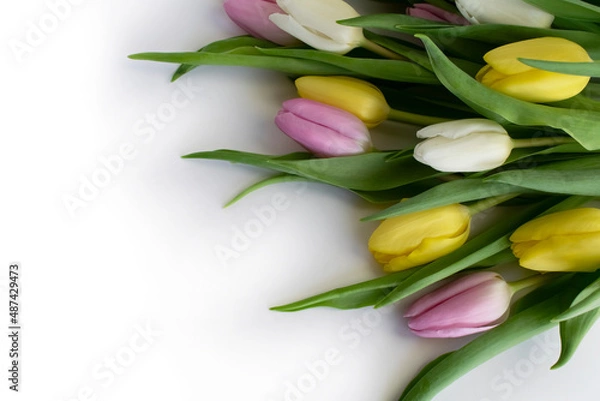 Obraz colourful tulips isolated over white background with copyright space