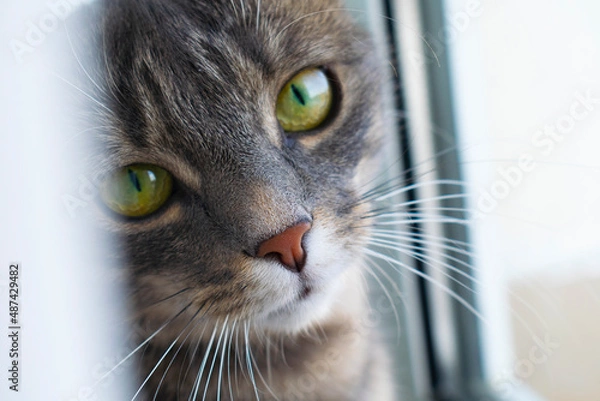 Obraz Cute grey tabby cat in close up portrait sitting next to window