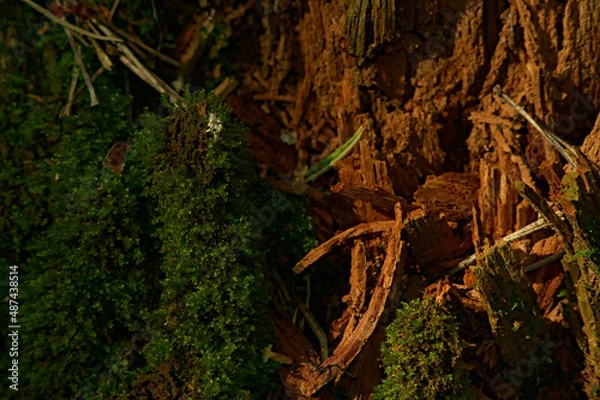 Obraz _DSC20210813M6