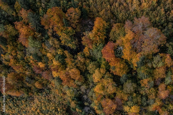 Fototapeta Herbst Wald
