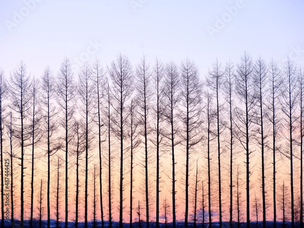 Fototapeta 朝焼けと防風林