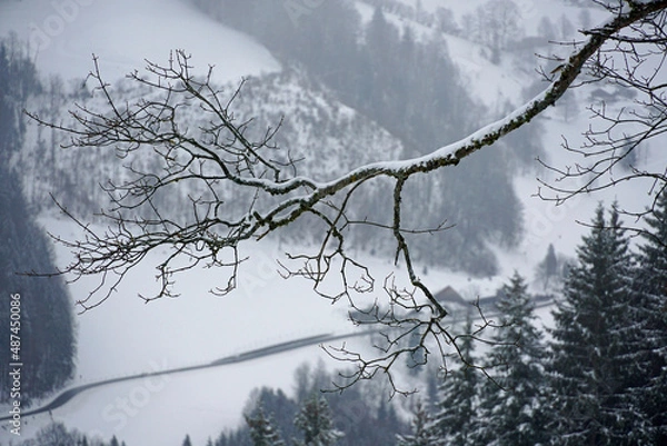 Fototapeta sugared branch with winter landscape in the background