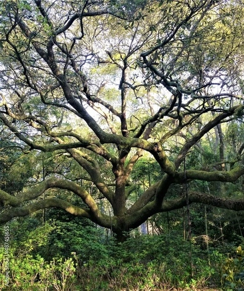 Fototapeta old growth tree
