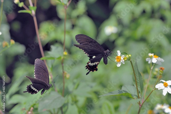 Fototapeta シロオビアゲハの飛翔（沖縄県・石垣島）
