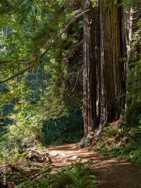Obraz Hiking trail through a dense coastal redwood forest in California.