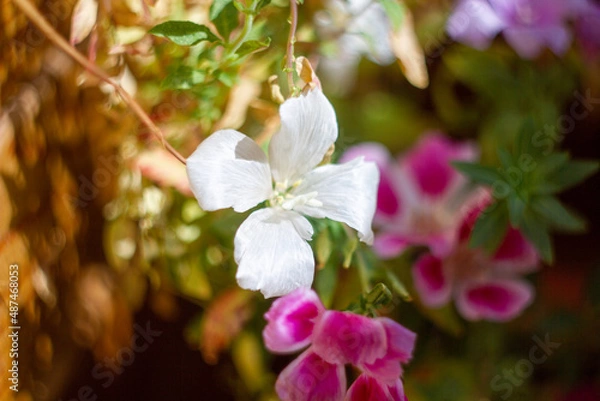 Fototapeta pink orchid flower