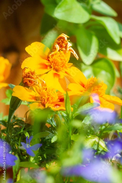 Fototapeta bee on flower