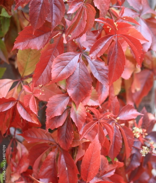 Obraz virginia creeper