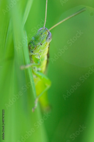 Fototapeta イナゴ　昆虫　虫　バッタ　葉