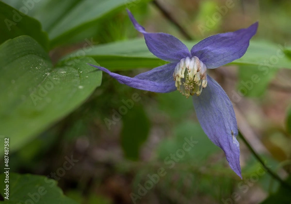Obraz Purple clematis, Clematis occidentalis, wildflower
