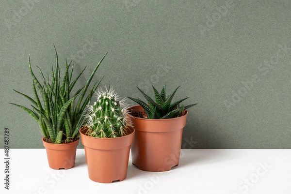 Fototapeta Home plants. Succulents and cactus in brown pots on table, green background. Close-up, Front view