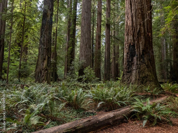 Obraz A dense grove of coastal redwoods in California.