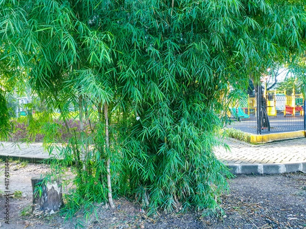 Obraz bamboo trees in the park