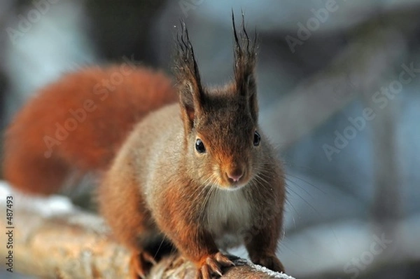 Obraz eichhörnchen