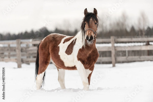 Obraz Piebald horse in the Russian village in the winter on the snow