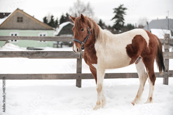 Fototapeta Piebald horse in the Russian village in the winter on the snow