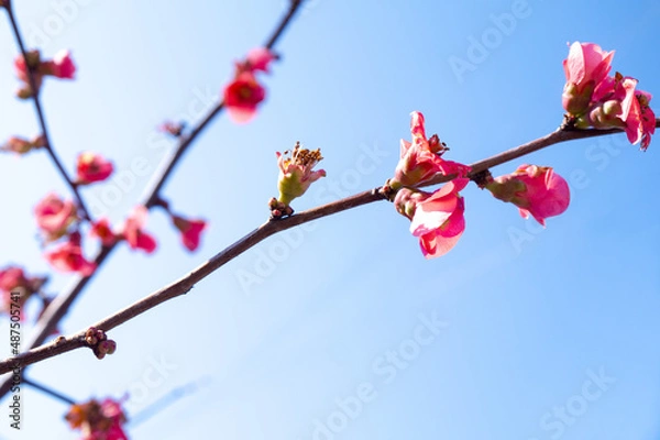 Obraz flowers, Spring blossom close-up, macro