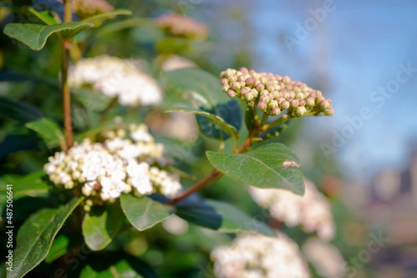 Obraz flowers, Spring blossom close-up, macro