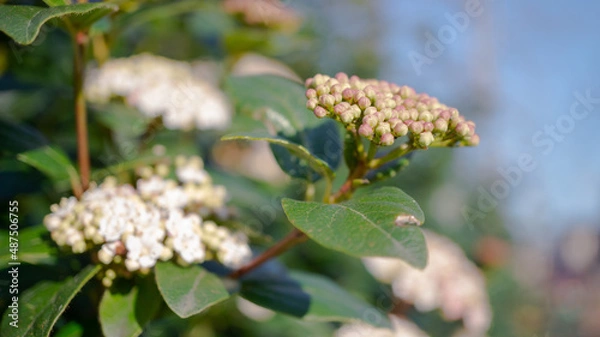 Obraz flowers, Spring blossom close-up, macro