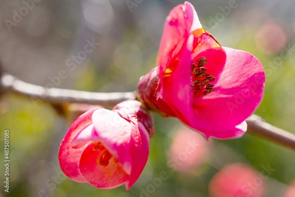 Obraz flowers, Spring blossom close-up, macro