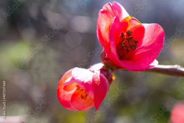 Obraz flowers, Spring blossom close-up, macro