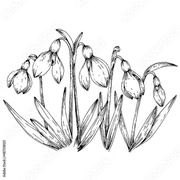 Fototapeta hand drawn illustration of snowdrop flowers in engraved style, isolated on white background