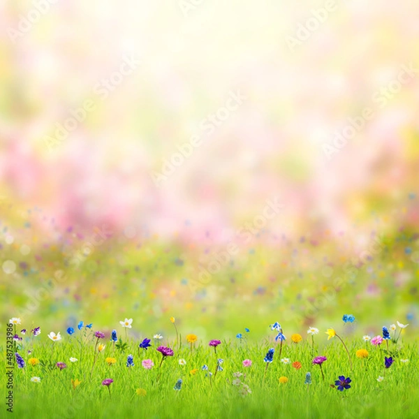 Fototapeta Beautiful spring flower on meadow