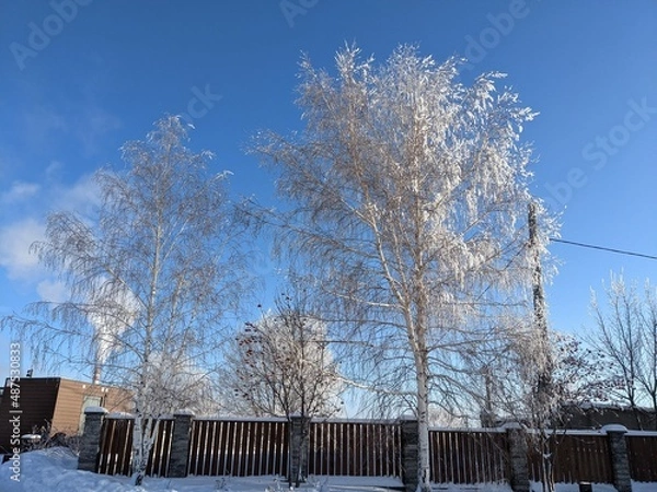 Obraz snow covered trees
