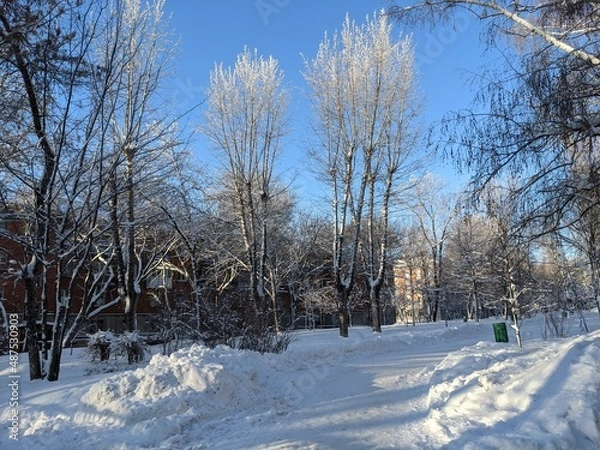 Obraz snow covered trees