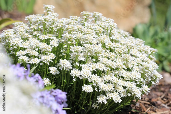 Obraz Blühende Polsterstaude Schleifenblume