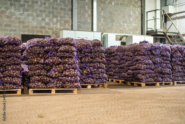 Fototapeta potatoes in storage