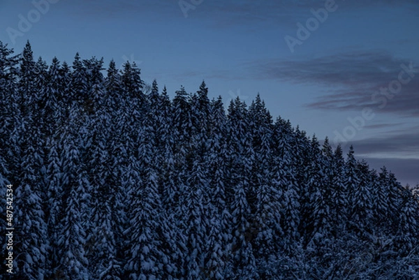 Fototapeta 夜明けの山の木々