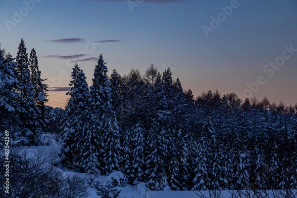 Fototapeta 夜明けの雪に覆われた木々