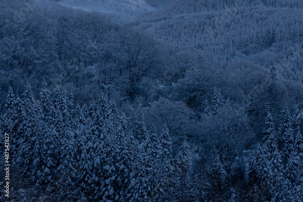 Fototapeta 霧氷の木々　雪に覆われた山