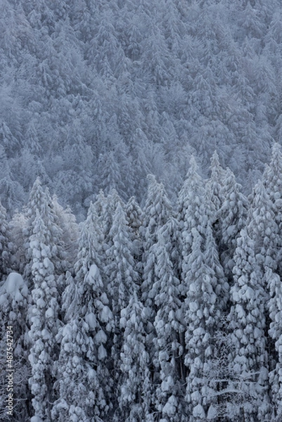 Fototapeta 霧氷の木々　雪に覆われた山