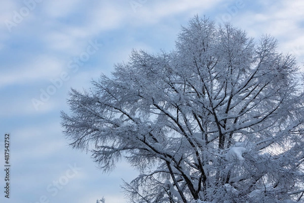 Fototapeta 霧氷の木々
