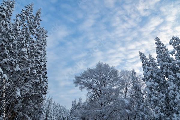 Fototapeta 霧氷の木々