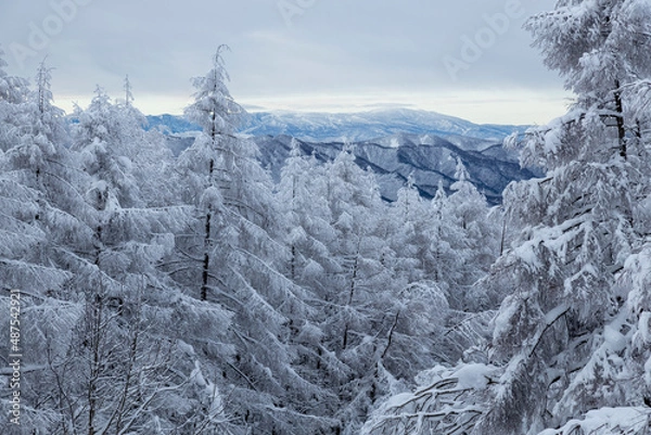 Fototapeta 霧氷の木々　雪に覆われた山