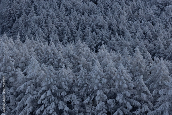 Fototapeta 霧氷の木々　雪に覆われた山