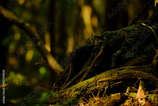 Fototapeta 富士の樹海の苔