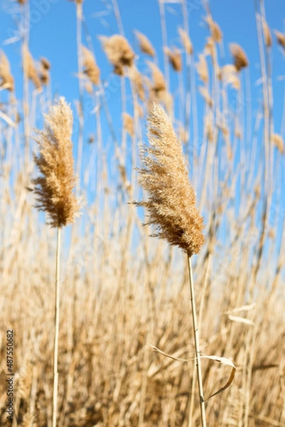 Obraz Dry reed outdoor in light pastel colors. Beige reed grass, pampas grass.  Minimal stylish trend. Selective focus.