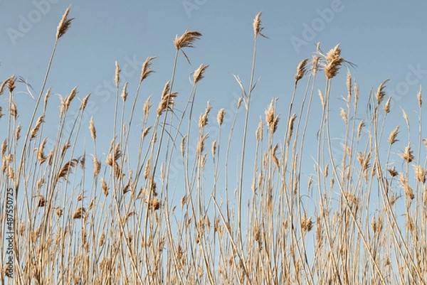 Fototapeta Dry reed outdoor in light pastel colors. Beige reed grass, pampas grass.  Minimal stylish trend. Selective focus.