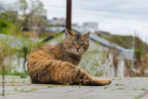 Fototapeta cat on street
