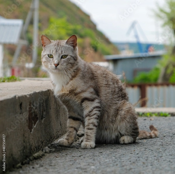 Fototapeta cat on street